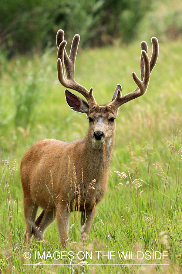 Mule deer buck in habitat. 