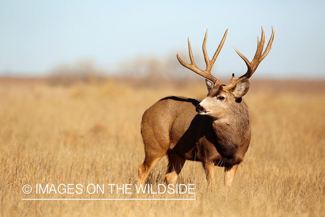 Mule deer buck in habitat.