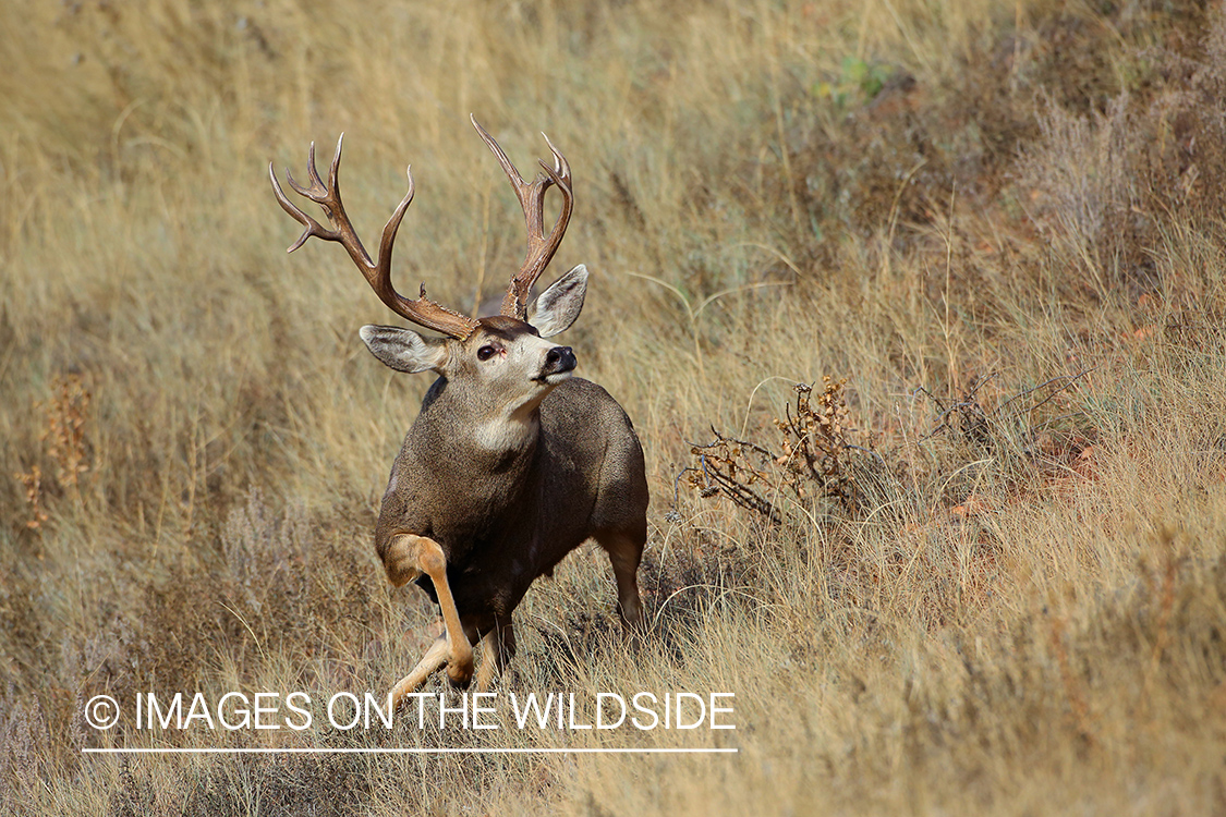 Mule deer buck in habitat. 