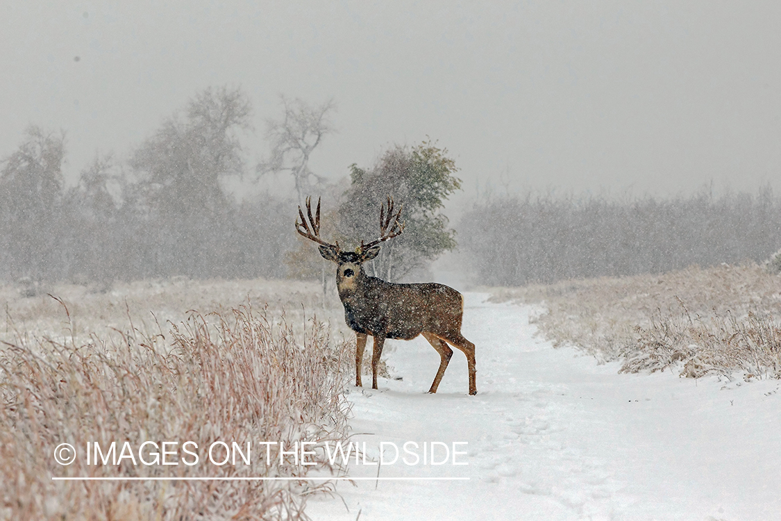 White-tailed buck in field in winter.