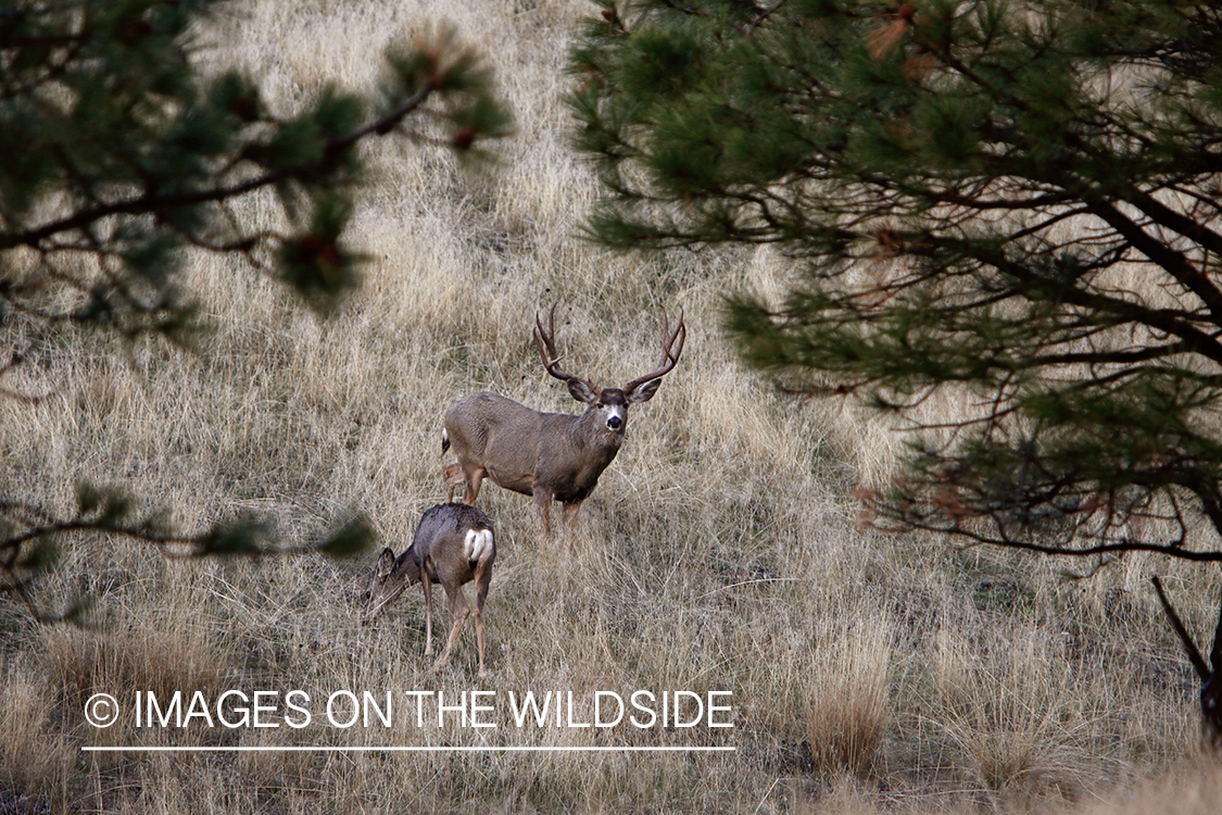 Mule deer buck with doe in field.