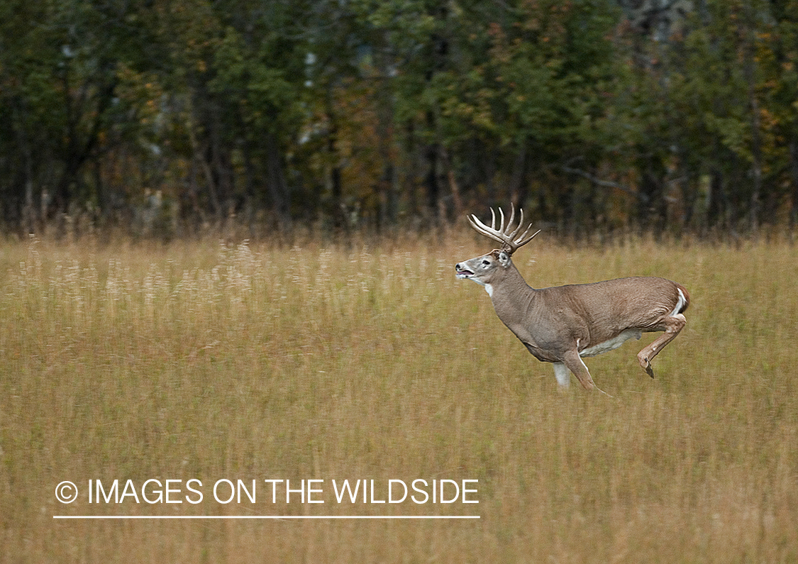 Whitetailed deer in habitat.