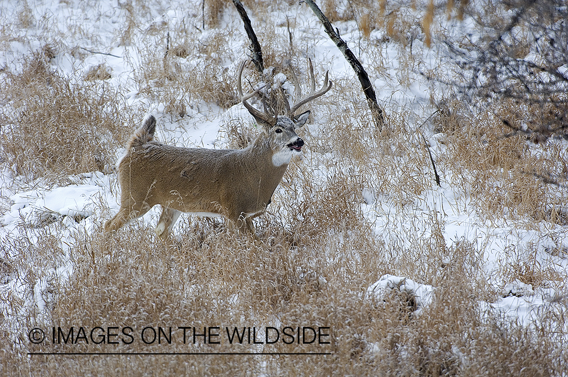 Whitetail Buck