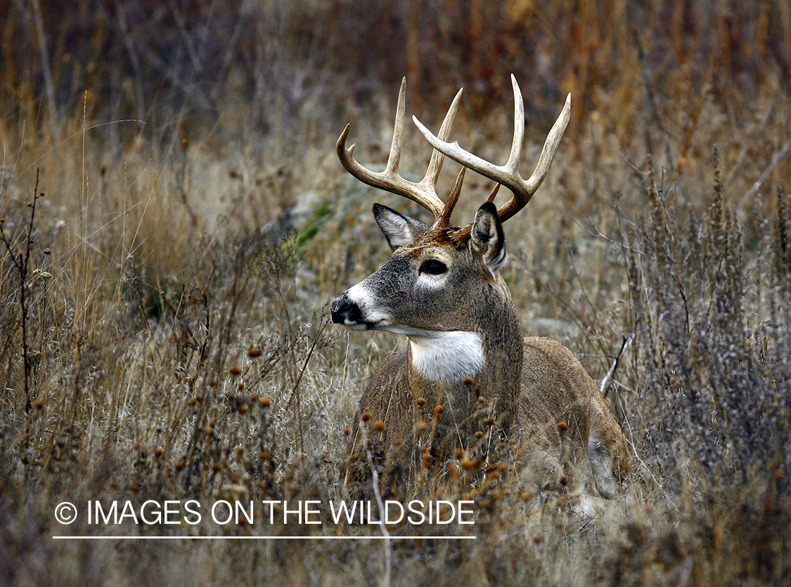 Whitetail Buck