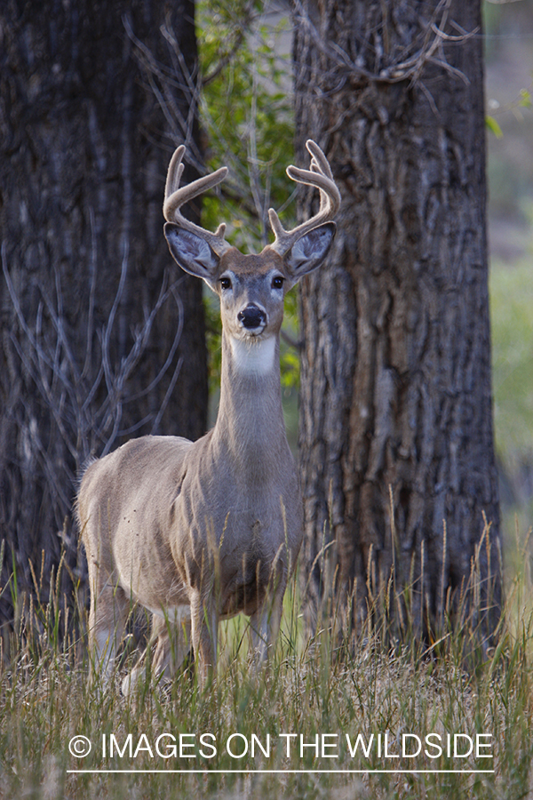 Whitetail Buck in velvet