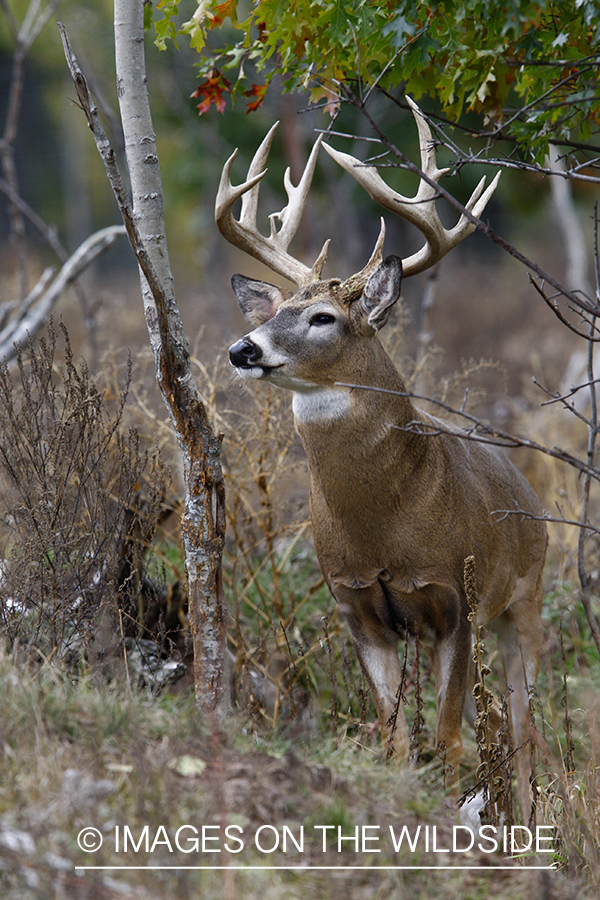 Whitetail buck in habitat