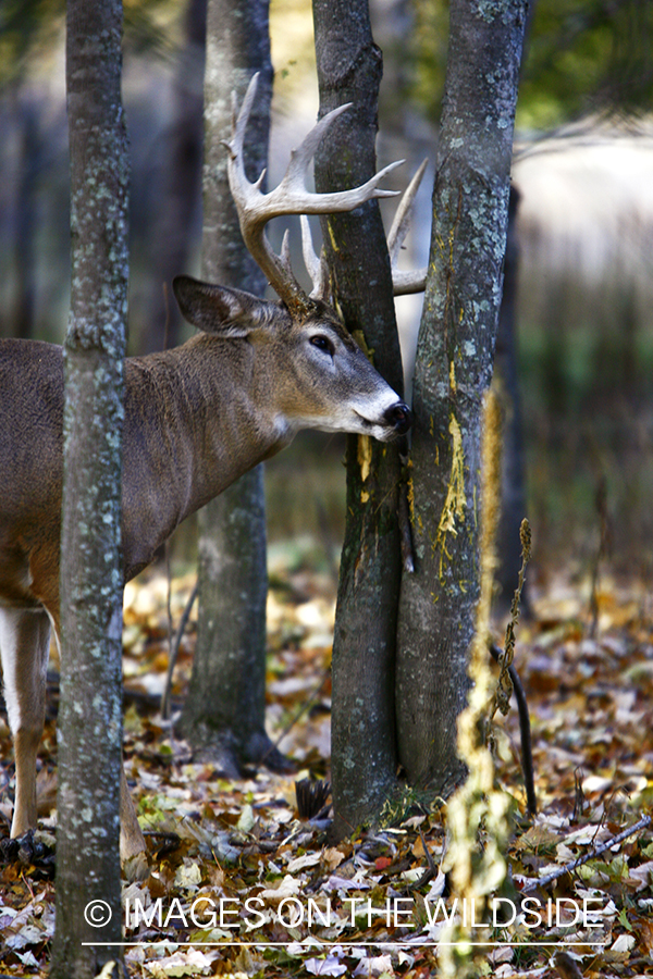 Whitetail buck rubbing antlers on tree