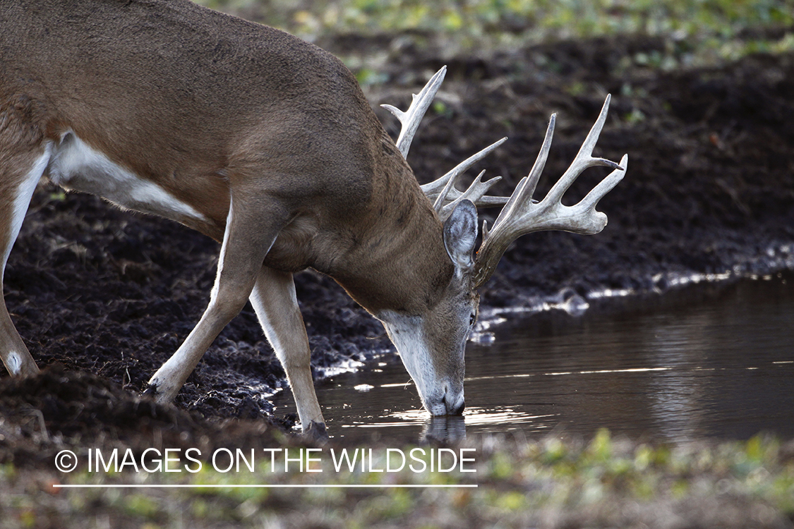 Whitetail buck taking a drink.