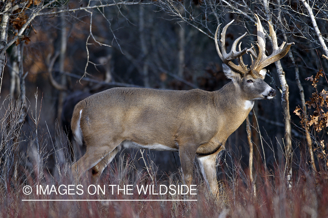 Whitetail buck in habitat.