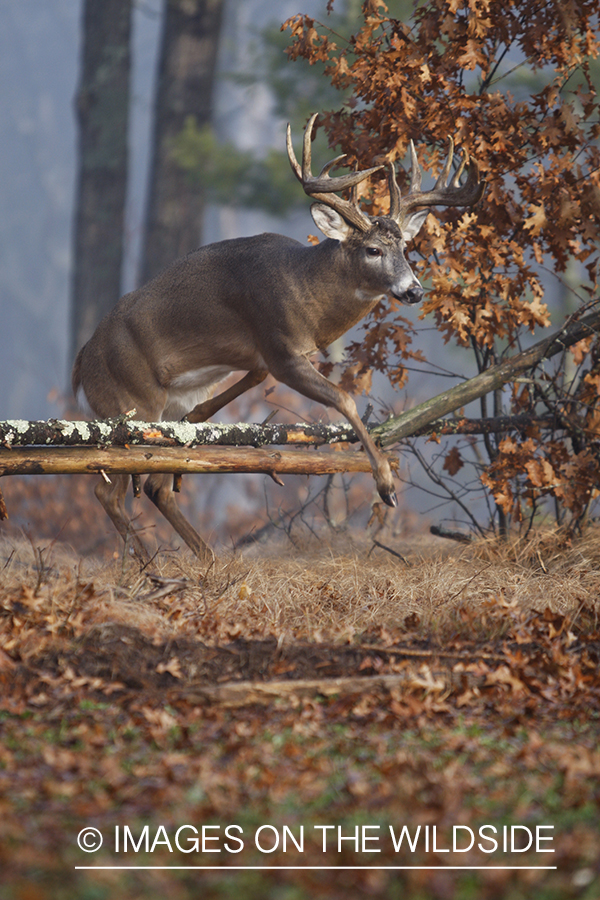 Whitetail buck jumping.