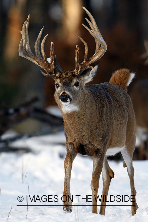 White-tailed buck in habitat.