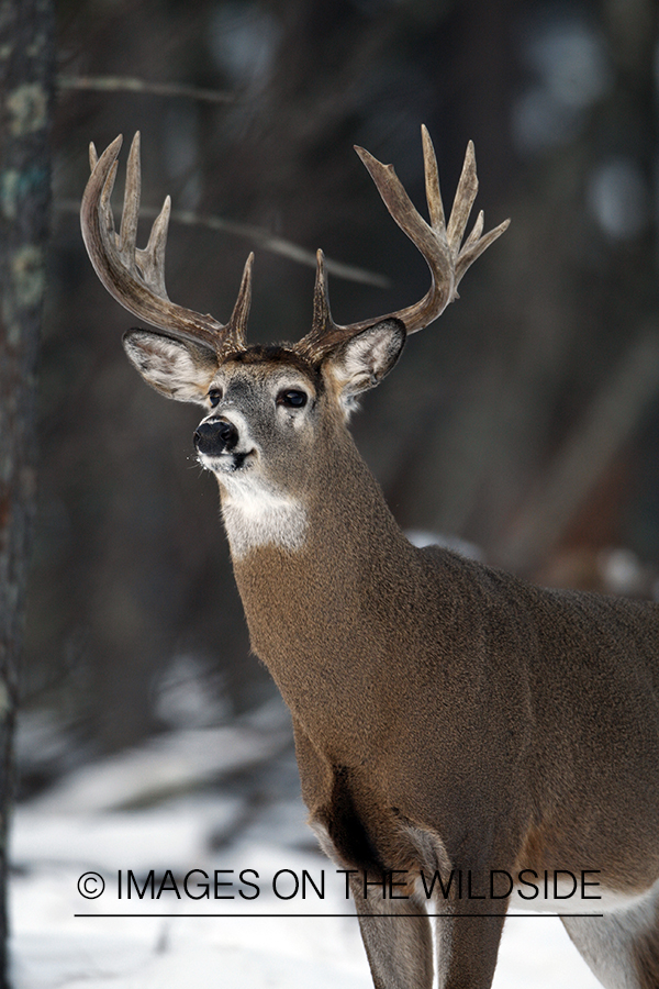 Whitetail in habitat