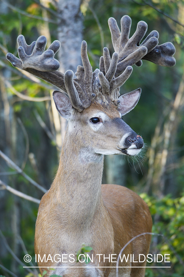 Summer Deer in Velvet