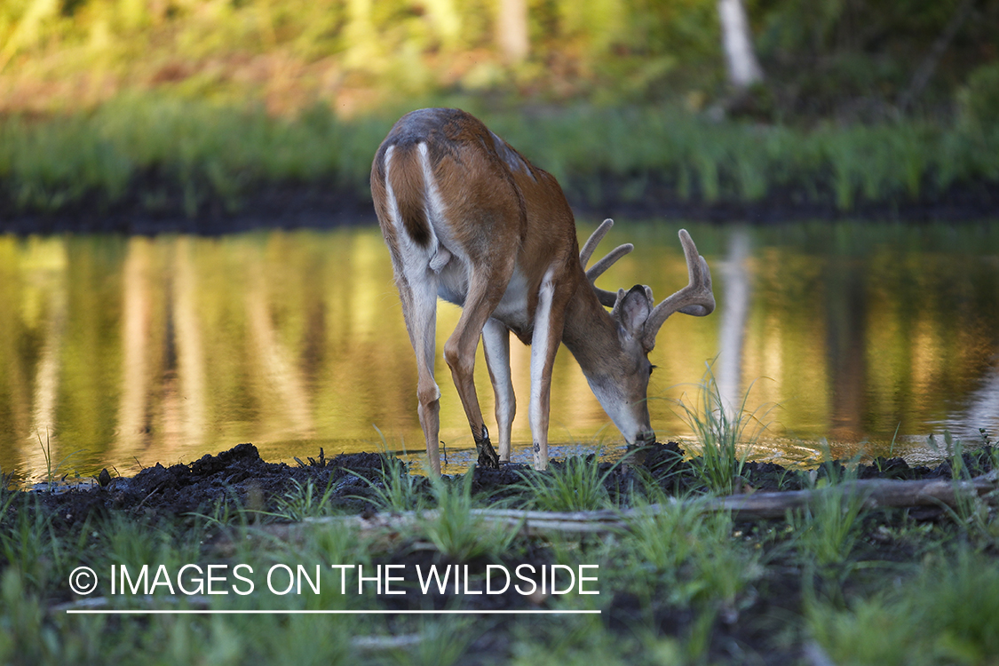 White-tailed deer in velvet