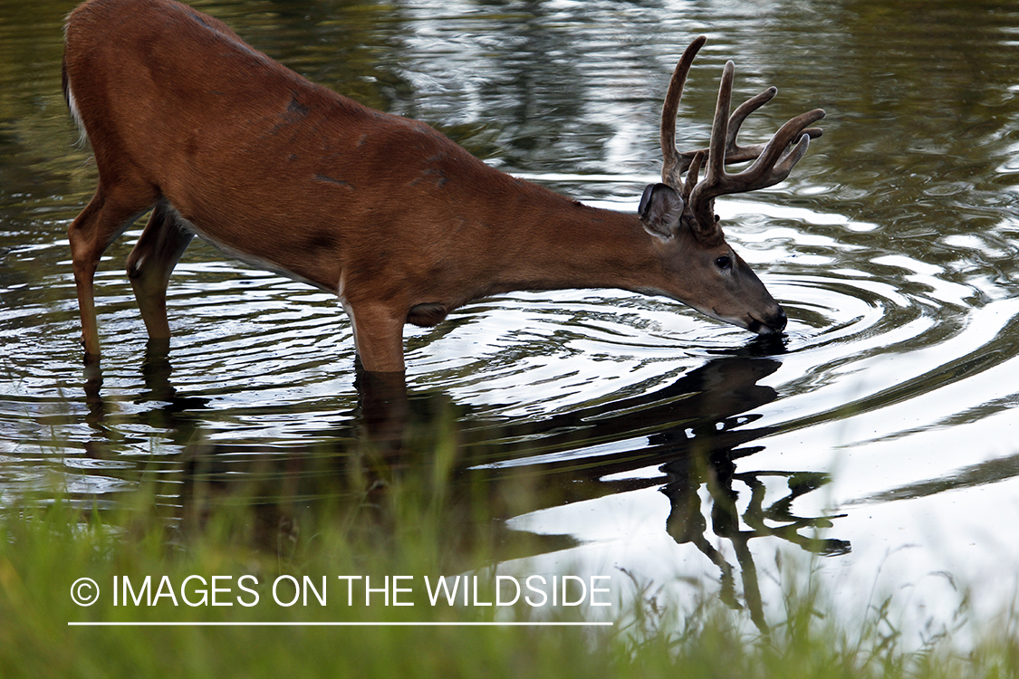 White-tailed buck in velvet 