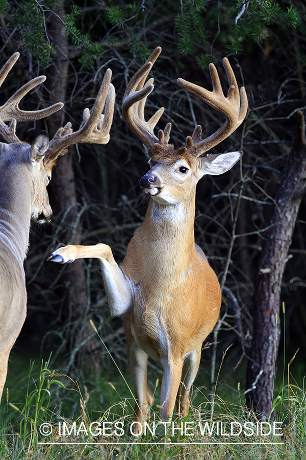 White-tailed bucks fighting