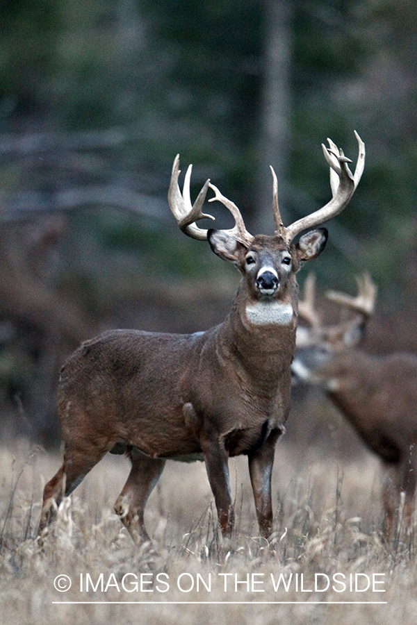 White-tailed buck in habitat. *