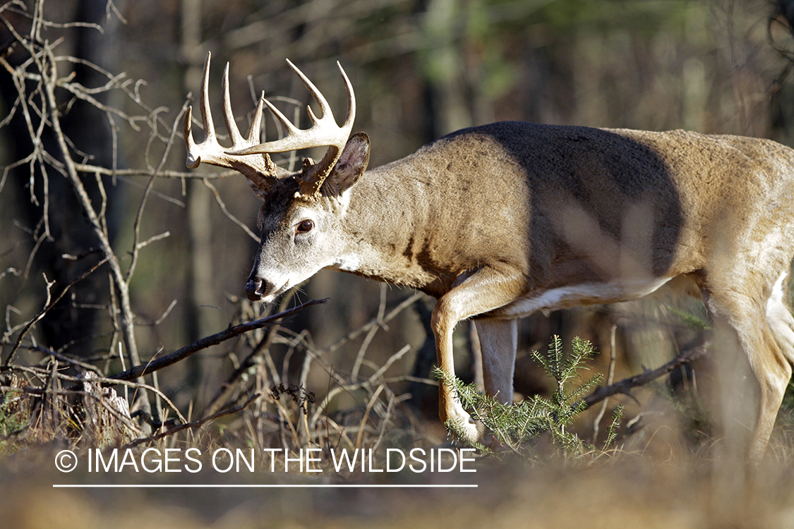 White-tailed buck in habitat. 