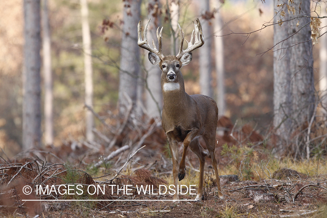 White-tailed buck in habitat. 