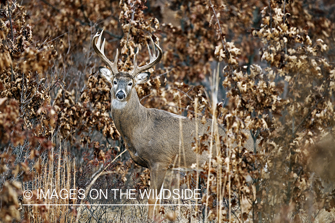 White-tailed buck in habitat. *