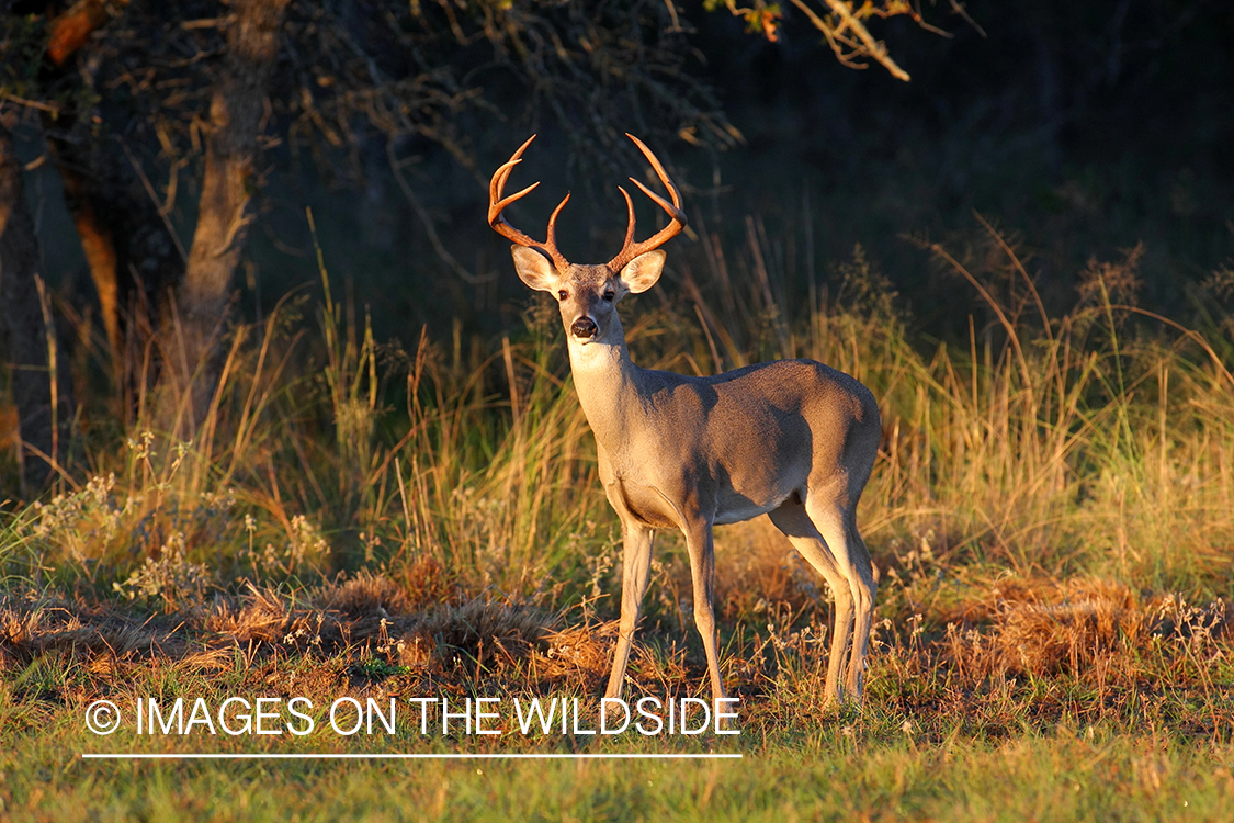 White-tailed buck in habitat. 