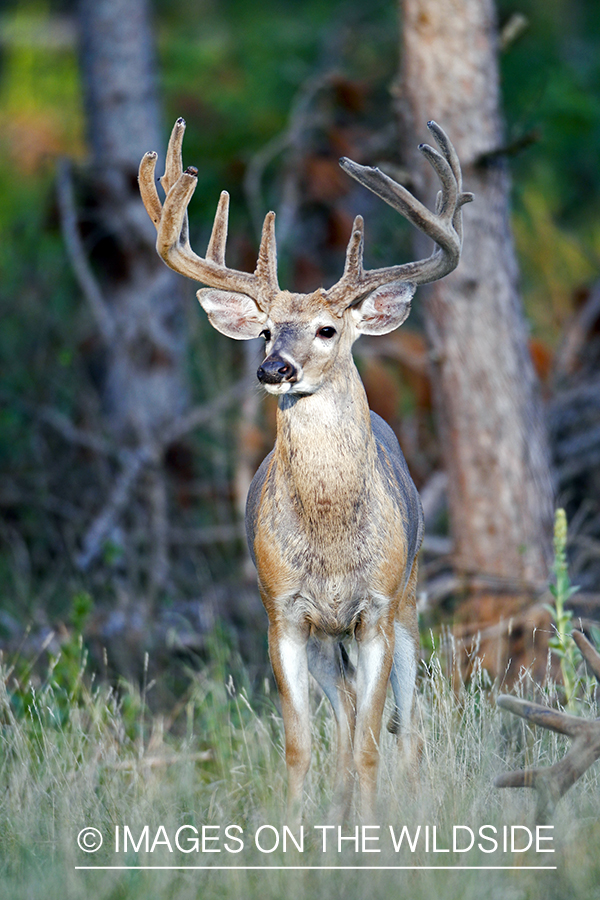 White-tailed buck in velvet.  