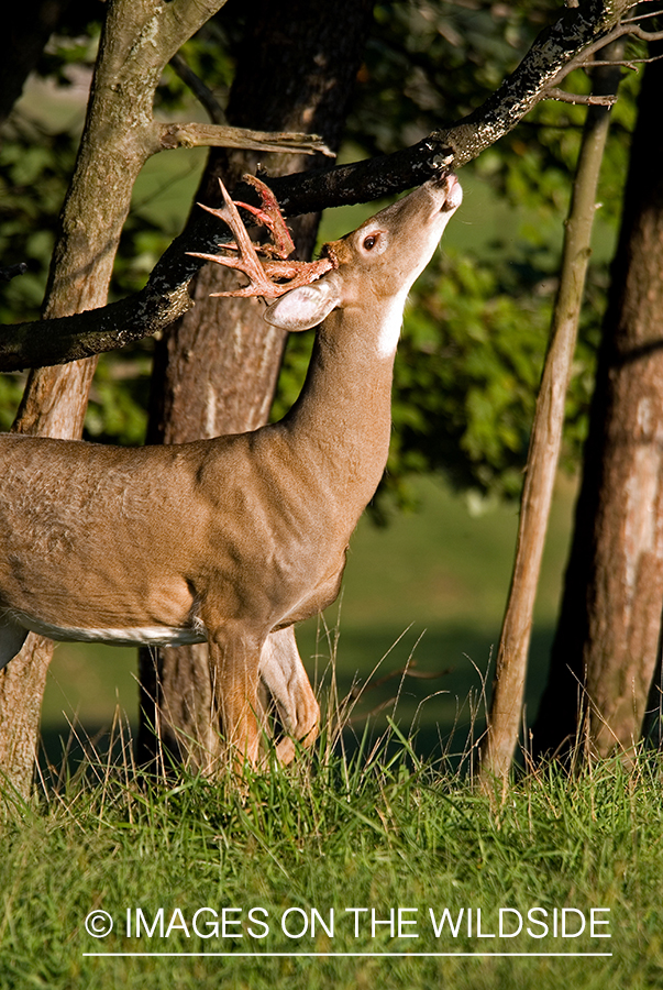 White-tailed buck investigating branch. 