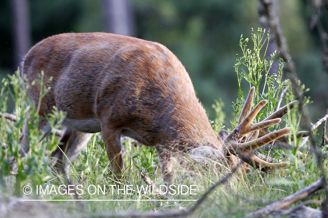 White-tailed buck in velvet.  