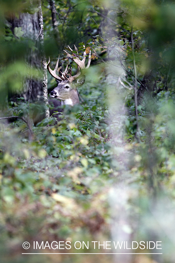 White-tailed buck in habitat.  