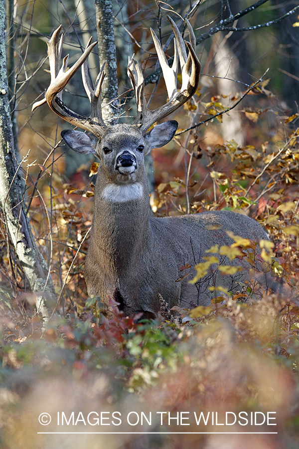 White-tailed buck in habitat. 