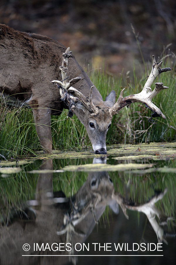 White-tailed buck in habitat. 