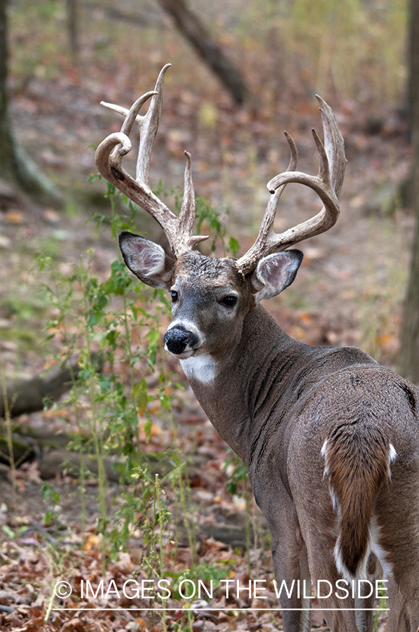 White-tailed buck in habitat. 