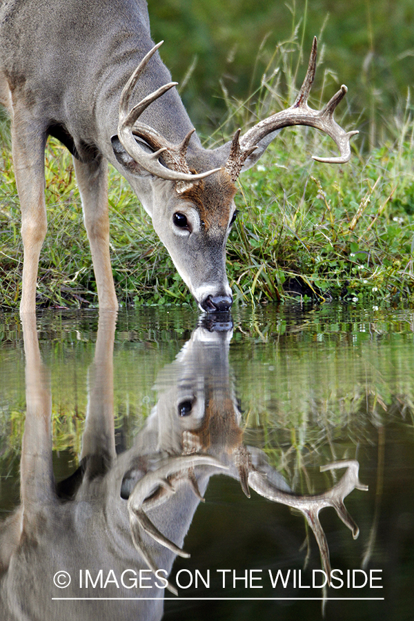 White-tailed buck drinking from creek (Original Image #00271-058.49D) .  