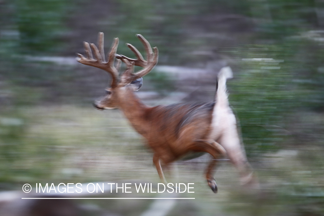 White-tailed buck running.