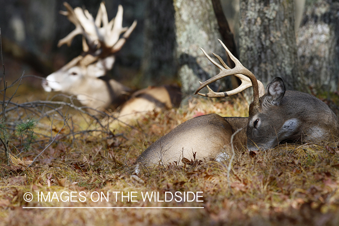 White-tailed buck laying in forest.