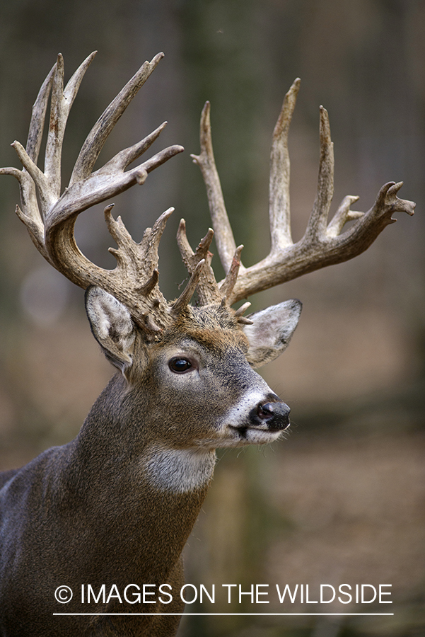 White-tailed buck in habitat.