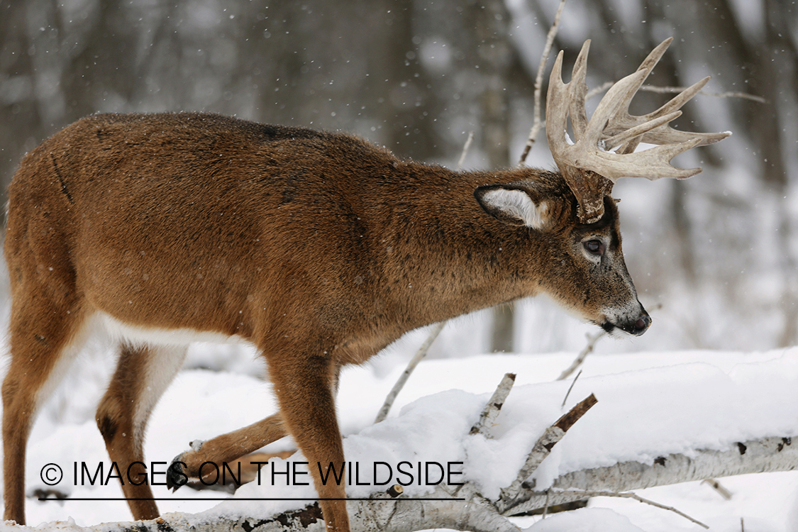 White-tailed buck displaying aggressive behavior. 