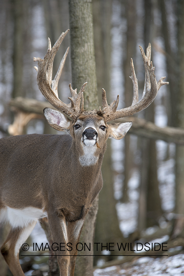 White-tailed buck in habitat.