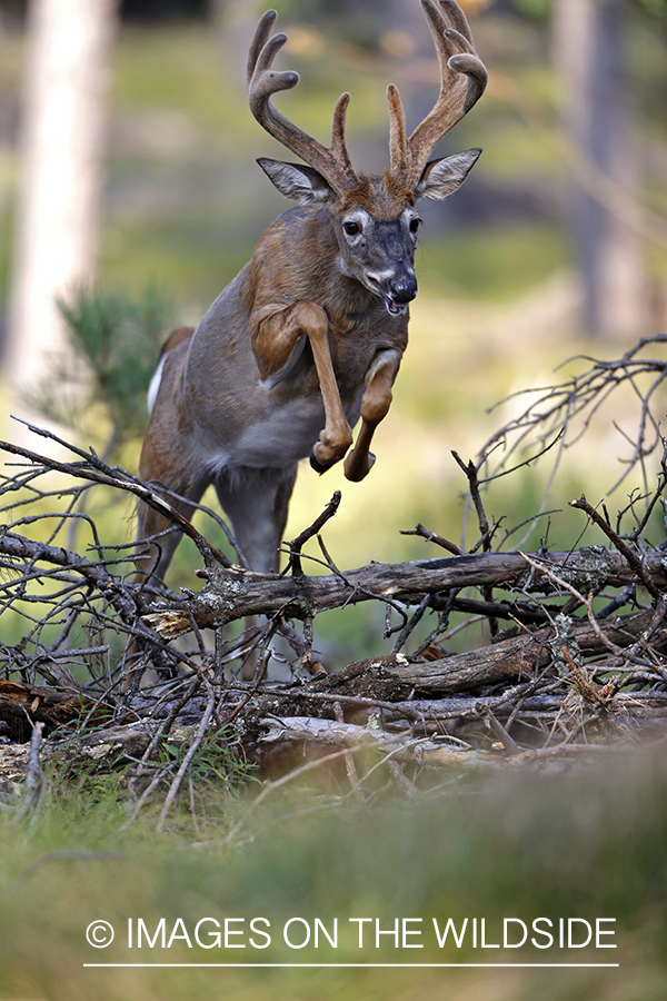 White-tailed buck in habitat.