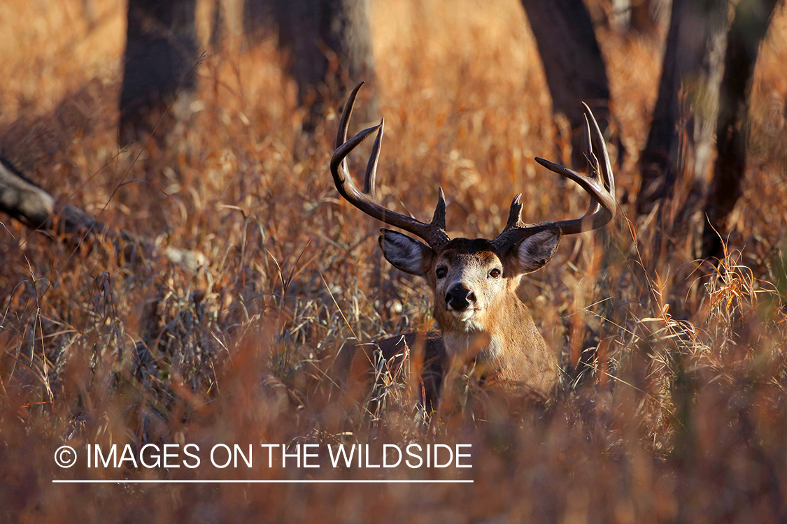 White-tailed buck in habitat. 