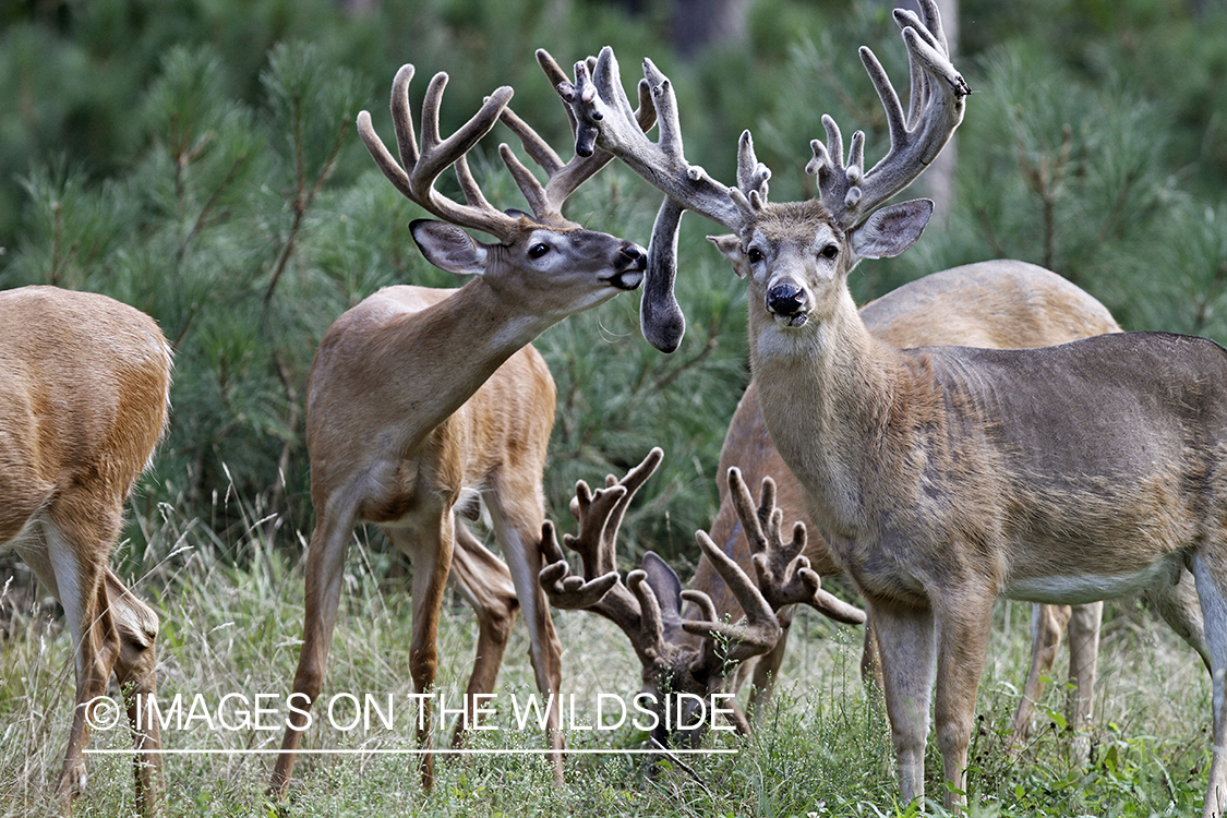 White-tailed bucks in velvet.