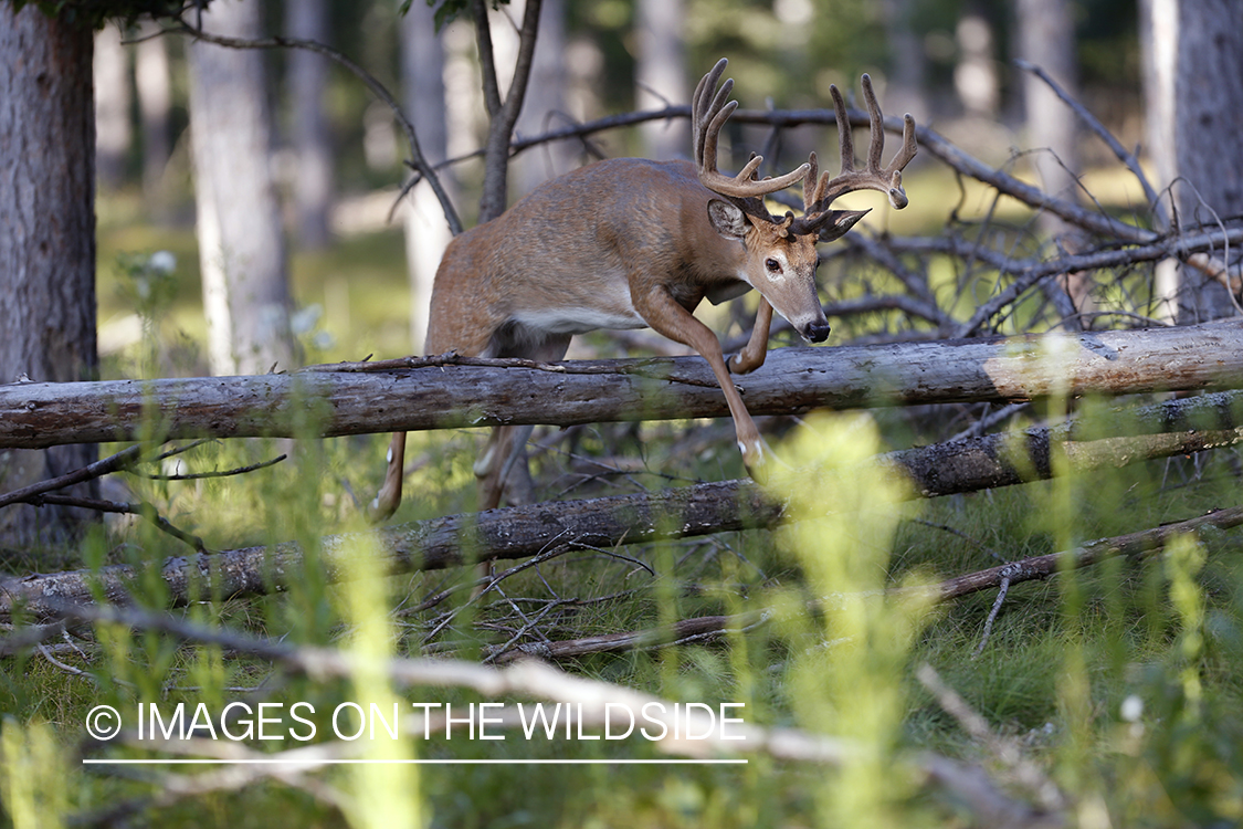 White-tailed buck in velvet jumping downed tree.