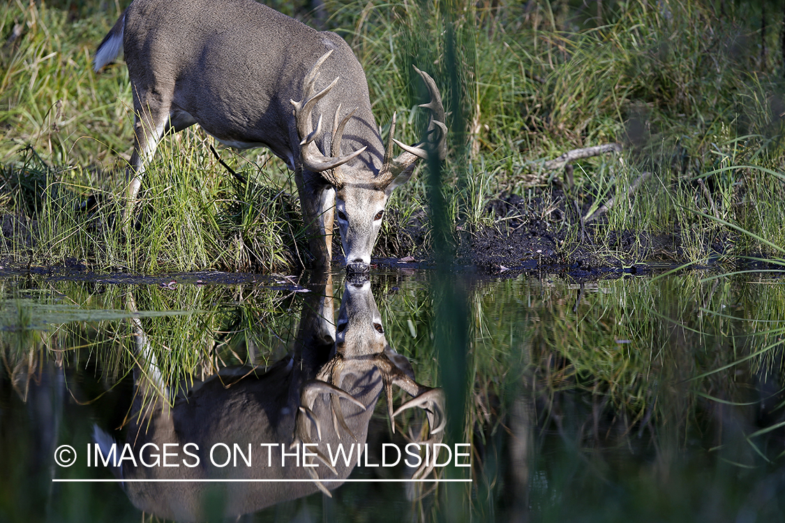 White-tailed buck with reflection.