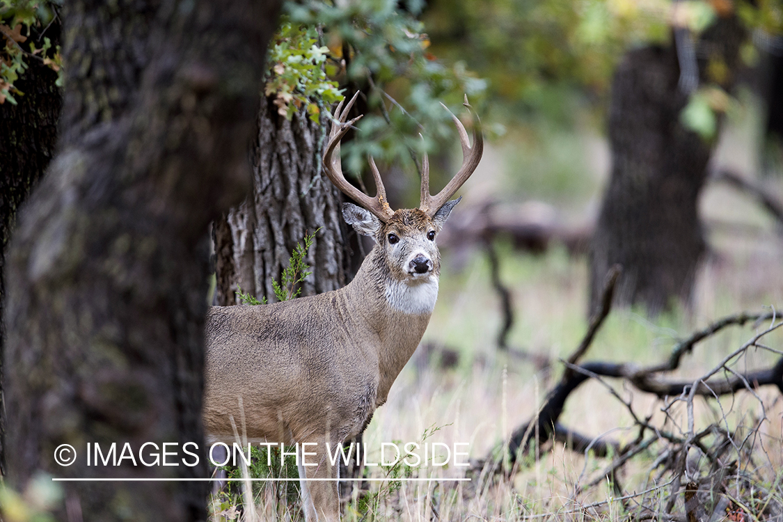 White-tailed buck in habitat.