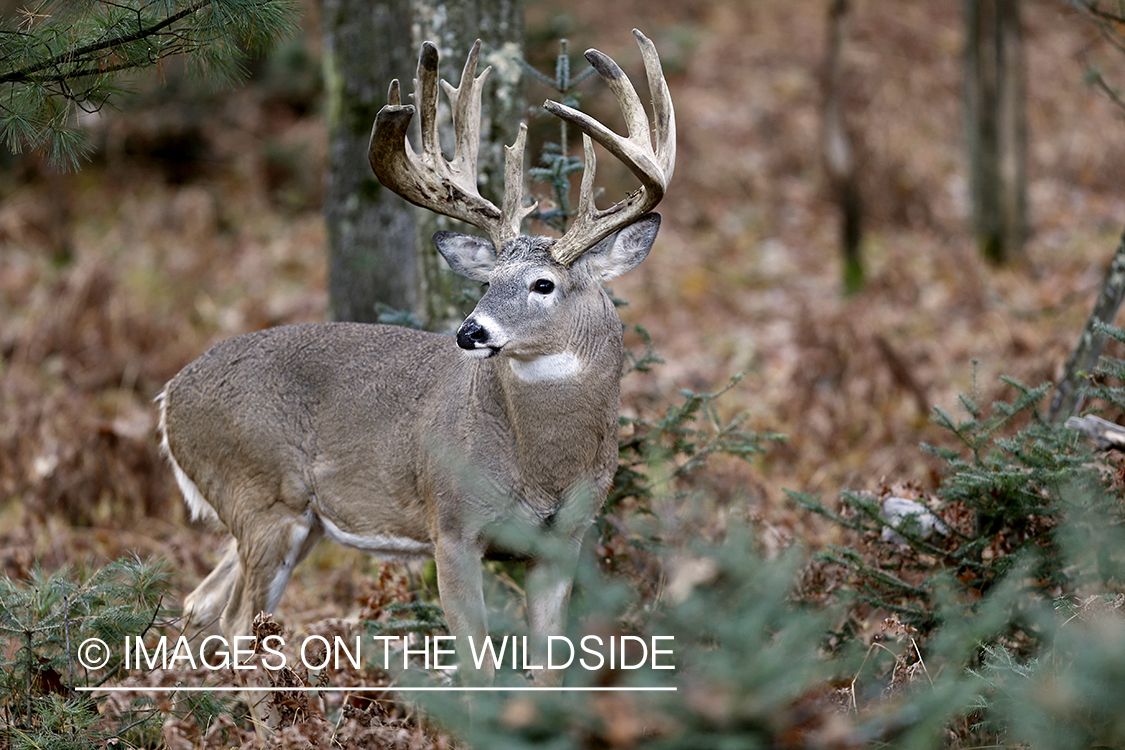 White-tailed buck in rut.