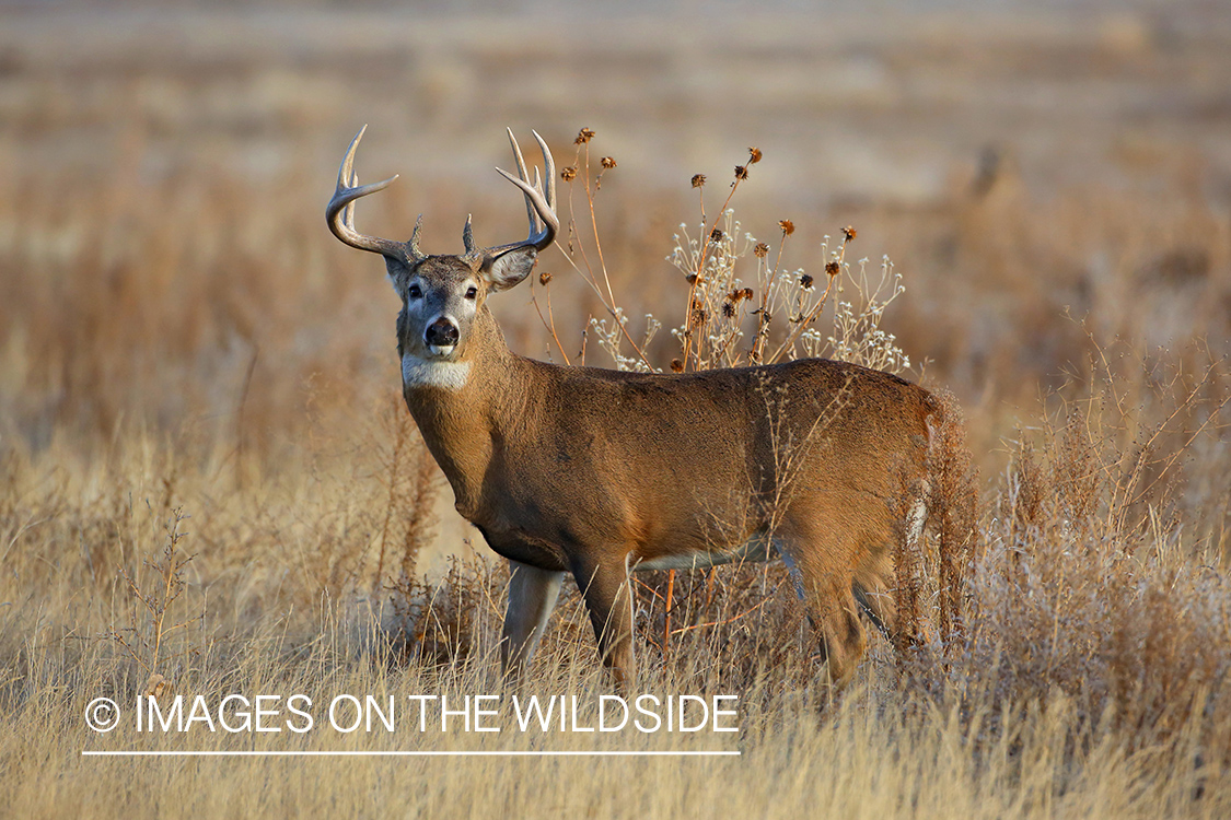 White-tailed deer buck in habitat. 