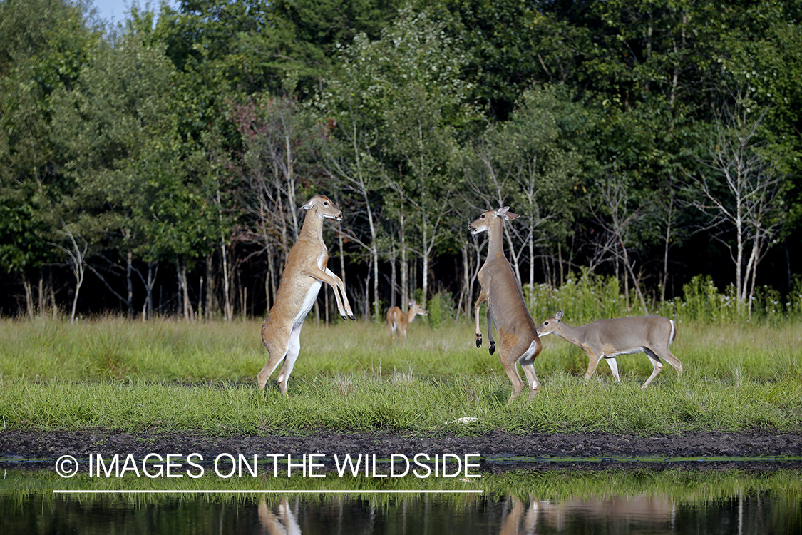 White-tailed deer fighting.