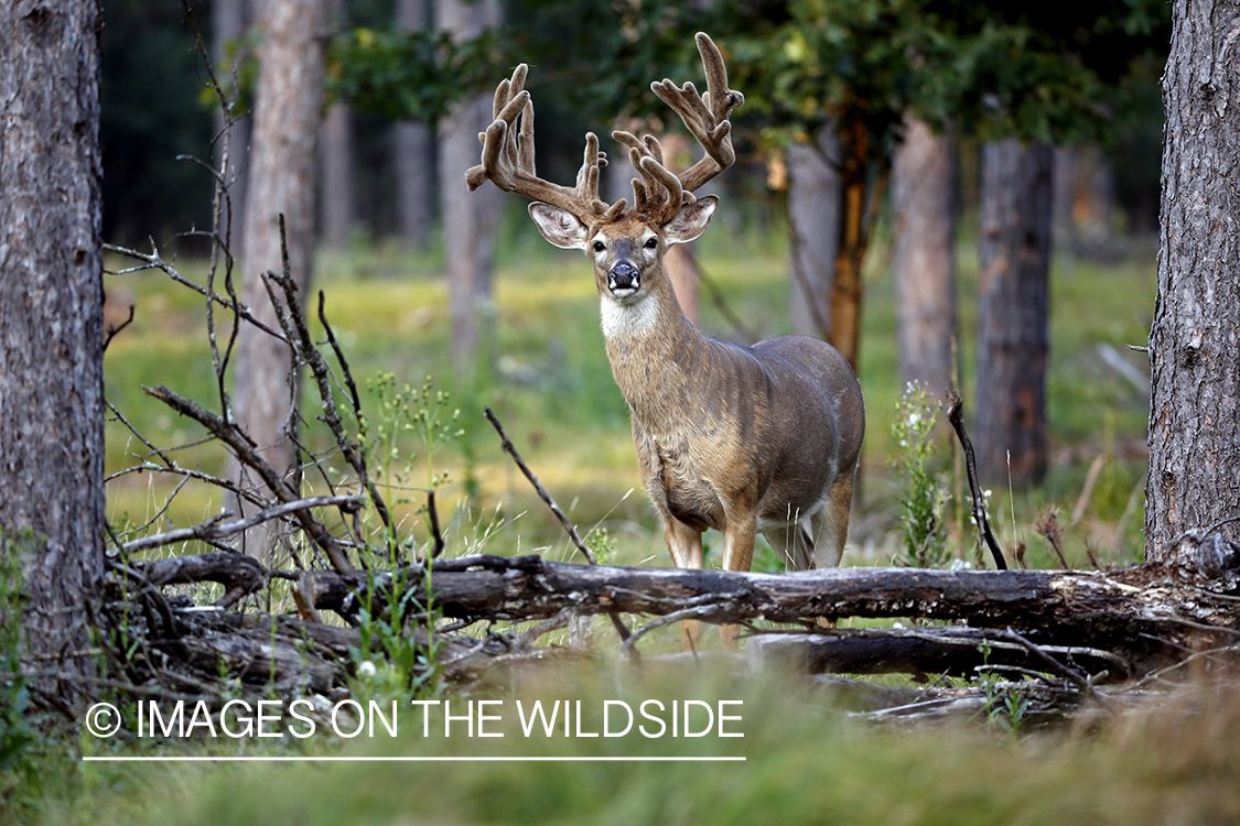 Big white-tailed buck in habitat.