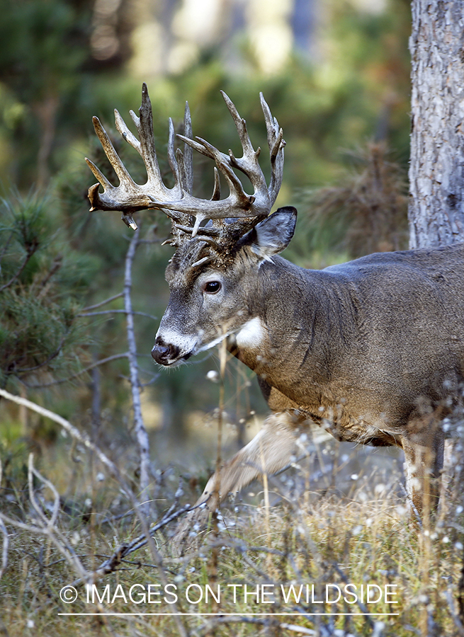 White-tailed buck in woods.