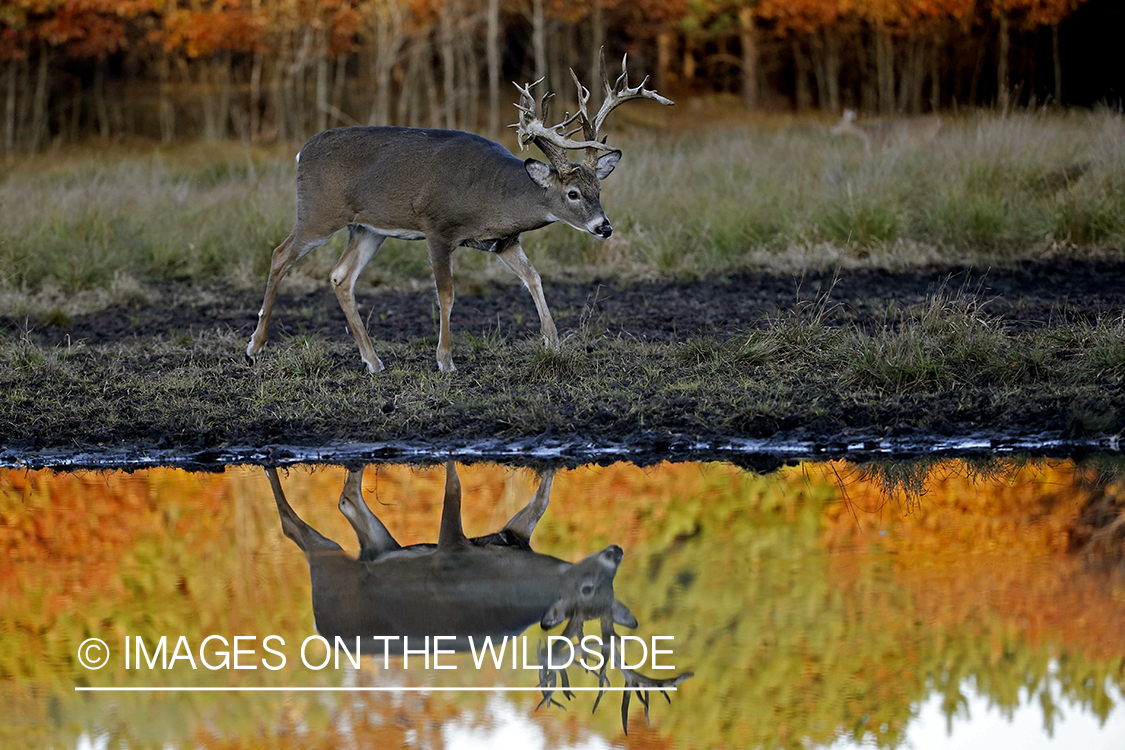 White-tailed buck with reflection in water.